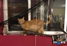 Tags: cat, cats, productive (Pict. in My r/CATS favs)