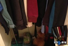 Tags: cat, cats, productive (Pict. in My r/CATS favs)