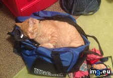 Tags: cat, cats, productive (Pict. in My r/CATS favs)