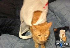 Tags: cat, cats, productive (Pict. in My r/CATS favs)