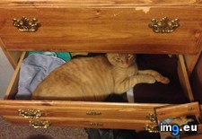 Tags: cat, cats, productive (Pict. in My r/CATS favs)