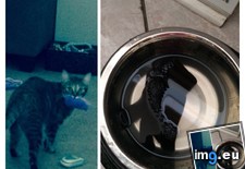Tags: bowl, cat, cats, gloves, kids, obsession, putting, skittles, socks, water (Pict. in My r/CATS favs)