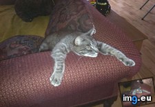 Tags: cat, cats, dude (Pict. in My r/CATS favs)