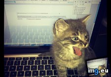 Tags: cat, cats, dude (Pict. in My r/CATS favs)
