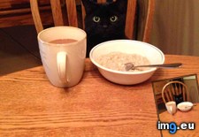 Tags: blend, breakfast, cat, cats (Pict. in My r/CATS favs)