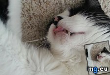 Tags: buddy, cat, cats, dogs, killed, two, was, you (Pict. in My r/CATS favs)