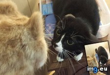 Tags: amused, bought, cat, cats, fake (Pict. in My r/CATS favs)