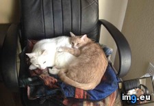 Tags: adorable, bffs, cats (Pict. in My r/CATS favs)