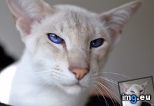 Tags: cats, eyes, real (Pict. in My r/CATS favs)