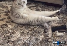 Tags: cats, learning, yoga (Pict. in My r/CATS favs)