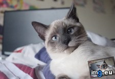 Tags: called, cat, cats, derpy (Pict. in My r/CATS favs)