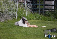Tags: cat, cats, dog, friend (Pict. in My r/CATS favs)