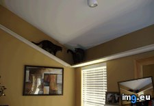Tags: cat, cats, crazy, entire, father, guy, house, mind, modified, sense, video, word (Pict. in My r/CATS favs)