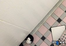 Tags: cats, favorite, part, shit (Pict. in My r/CATS favs)