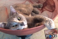 Tags: cat, cats (Pict. in My r/CATS favs)
