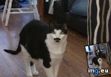 Tags: cat, cats, friend, full, goatee, sir (Pict. in My r/CATS favs)