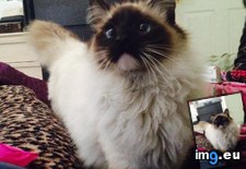 Tags: beautiful, cat, cats, friend (Pict. in My r/CATS favs)