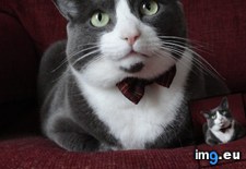 Tags: cat, cats, dapper, friend, pippin (Pict. in My r/CATS favs)