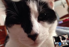 Tags: cats, girl, morning (Pict. in My r/CATS favs)