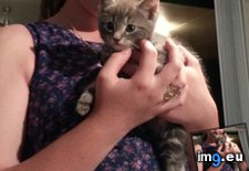 Tags: cats, girlfriend, got, kitten, meet (Pict. in My r/CATS favs)