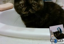 Tags: cats, kitten, likes, sinks (Pict. in My r/CATS favs)