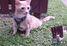 Tags: cats, day, kitten (Pict. in My r/CATS favs)