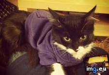 Tags: cats, hoodie, kitty, wearing (Pict. in My r/CATS favs)