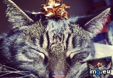 Tags: cats, christmas, kitty (Pict. in My r/CATS favs)