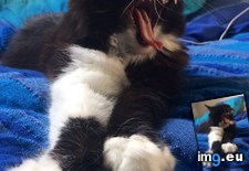 Tags: cats, epic, furry, shadow, yawns (Pict. in My r/CATS favs)