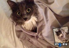 Tags: cats, cover, duvet, girl, tucked (Pict. in My r/CATS favs)
