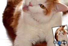 Tags: cats, guy, one, special (Pict. in My r/CATS favs)