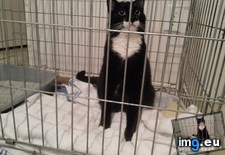 Tags: cats, guy, lockdown, paw, playing, sad, tore (Pict. in My r/CATS favs)