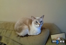 Tags: cats, muffin (Pict. in My r/CATS favs)