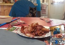 Tags: bacon, boyfriend, cats, mom (Pict. in My r/CATS favs)