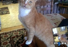 Tags: buddy, cats, orange (Pict. in My r/CATS favs)
