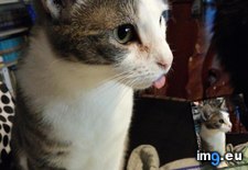 Tags: cats, derp (Pict. in My r/CATS favs)