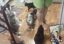 Tags: apparently, cat, cats, combined, elected, feline, leader, mother, parents, populations, sitting (Pict. in My r/CATS favs)