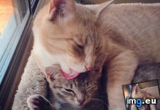 Tags: cats, friends, kitten, parents, rescued, two (Pict. in My r/CATS favs)