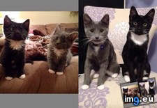 Tags: cats, girls, growing, pretty (Pict. in My r/CATS favs)