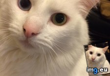 Tags: cats, kitty, pretty (Pict. in My r/CATS favs)