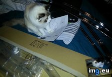 Tags: assembles, cats, furniture, not, ragdoll (Pict. in My r/CATS favs)