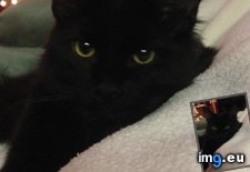 Tags: cat, cats, our, roommate, toothless (Pict. in My r/CATS favs)