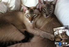 Tags: cats, siamese, thor, twins, zeus (Pict. in My r/CATS favs)
