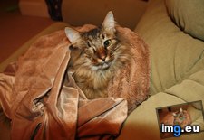 Tags: blanket, cats, fluffy, kitty, soft, wrapped (Pict. in My r/CATS favs)