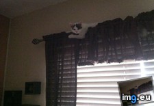 Tags: cat, cats, spider (Pict. in My r/CATS favs)