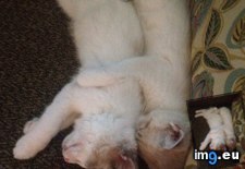 Tags: cats, kittens, sleep, snuggle, twin (Pict. in My r/CATS favs)