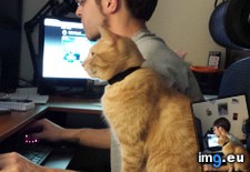 Tags: cats, computer, favorite, guys, nerds, two (Pict. in My r/CATS favs)