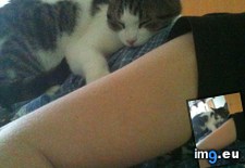 Tags: cat, cats, special (Pict. in My r/CATS favs)