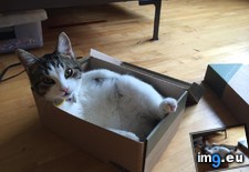 Tags: cat, cats, special (Pict. in My r/CATS favs)