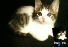 Tags: cat, cats, special (Pict. in My r/CATS favs)